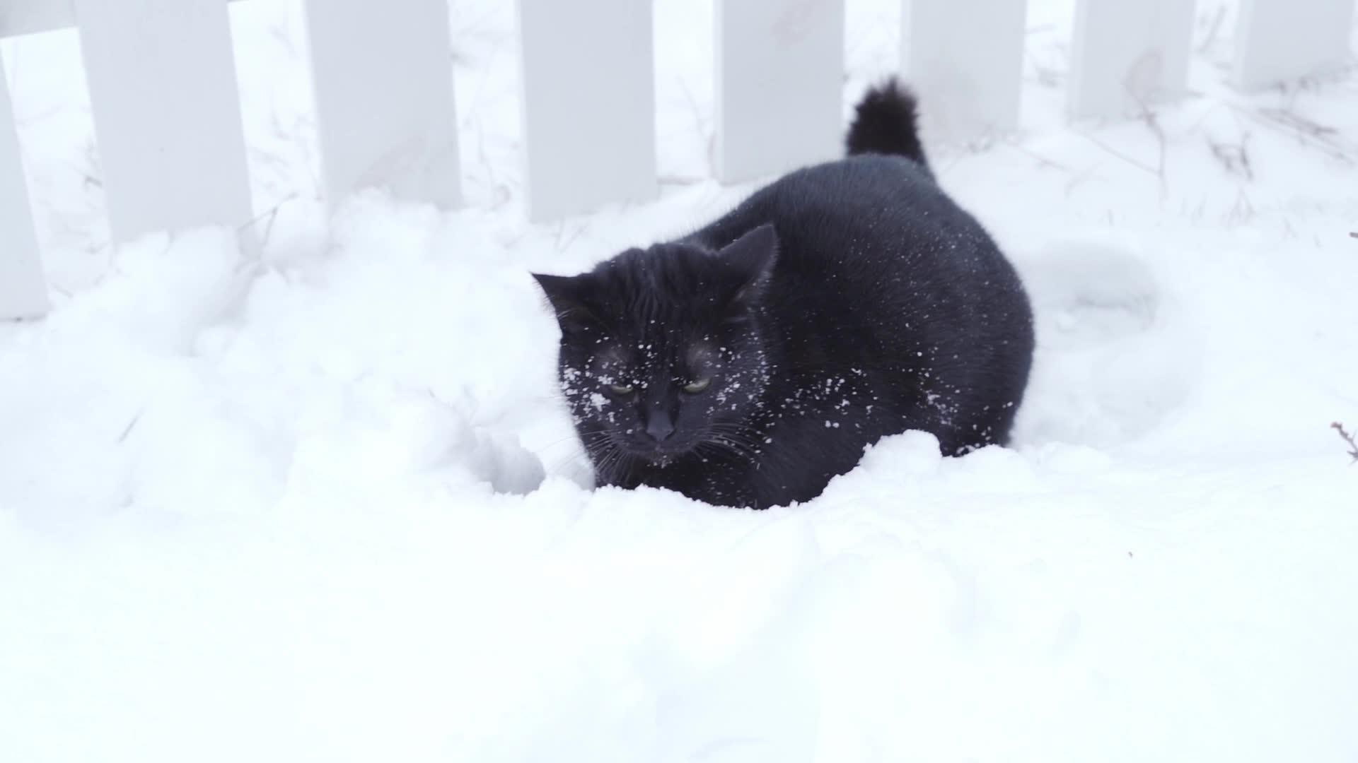 黑猫在雪地里滑雪紧紧地夹在雪地里视频的预览图
