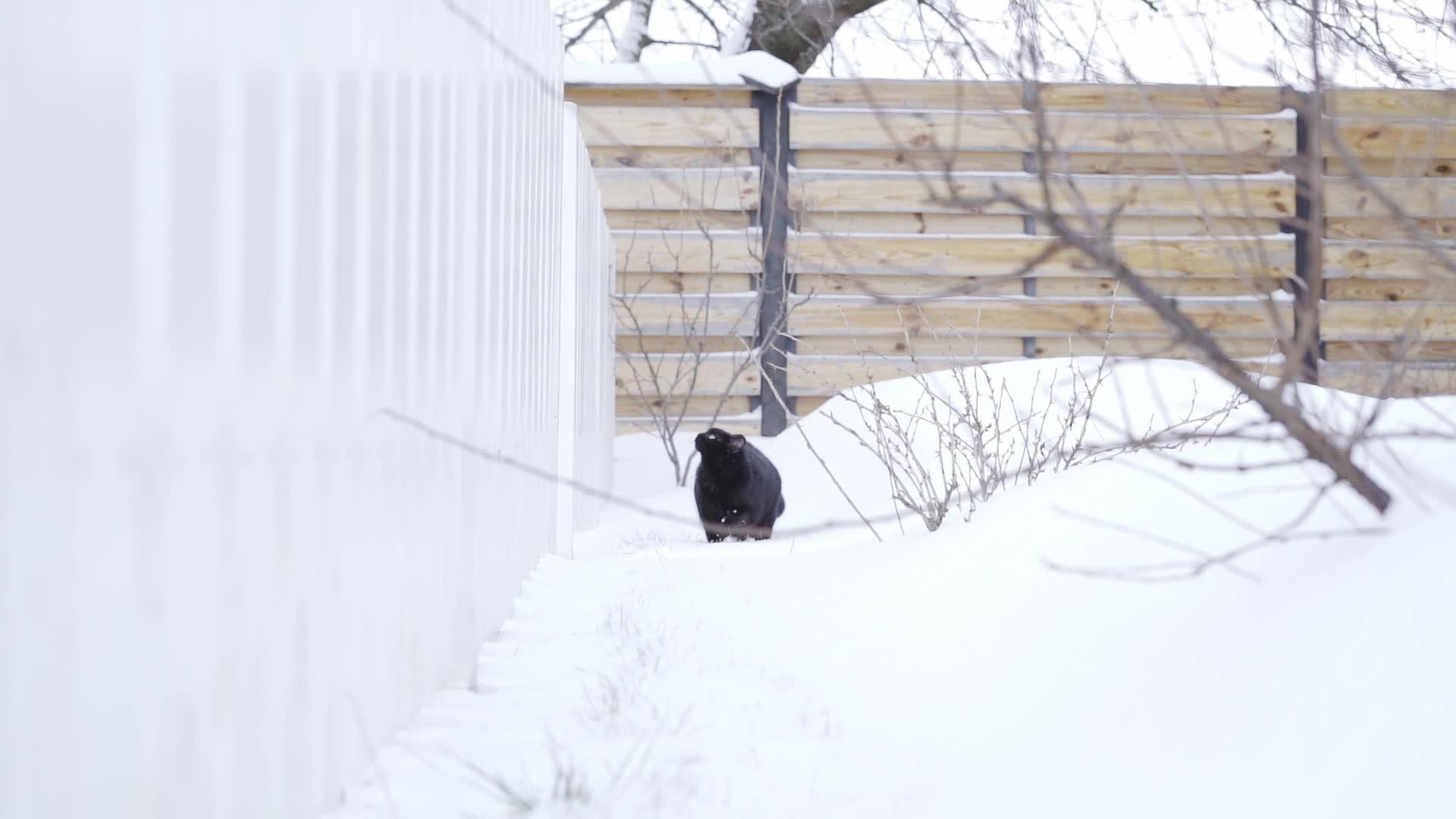 冬天黑猫在白色栅栏后慢慢地走来走去视频的预览图