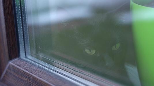 黑猫看着窗外坐在室内窗台上从街上看到视频的预览图