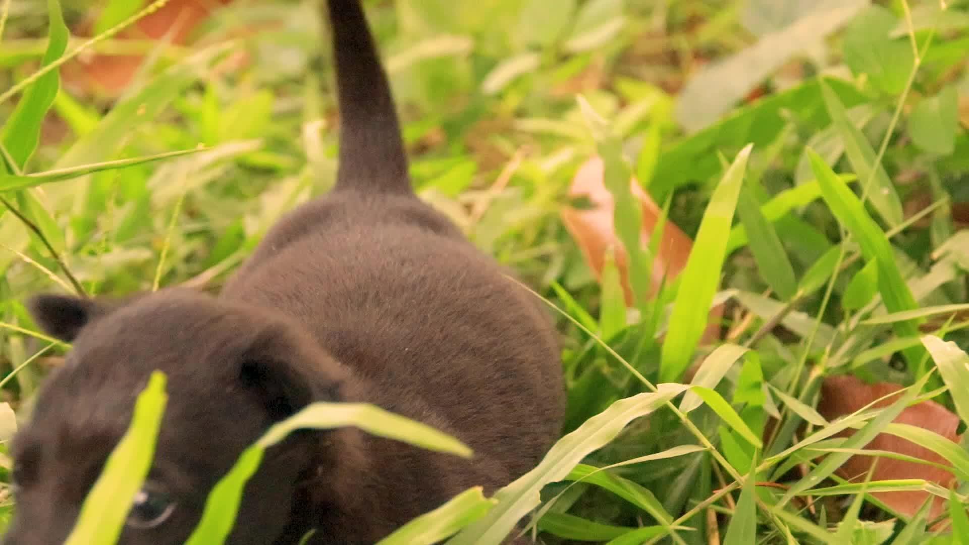 一只小黑狗在绿草中行走视频的预览图