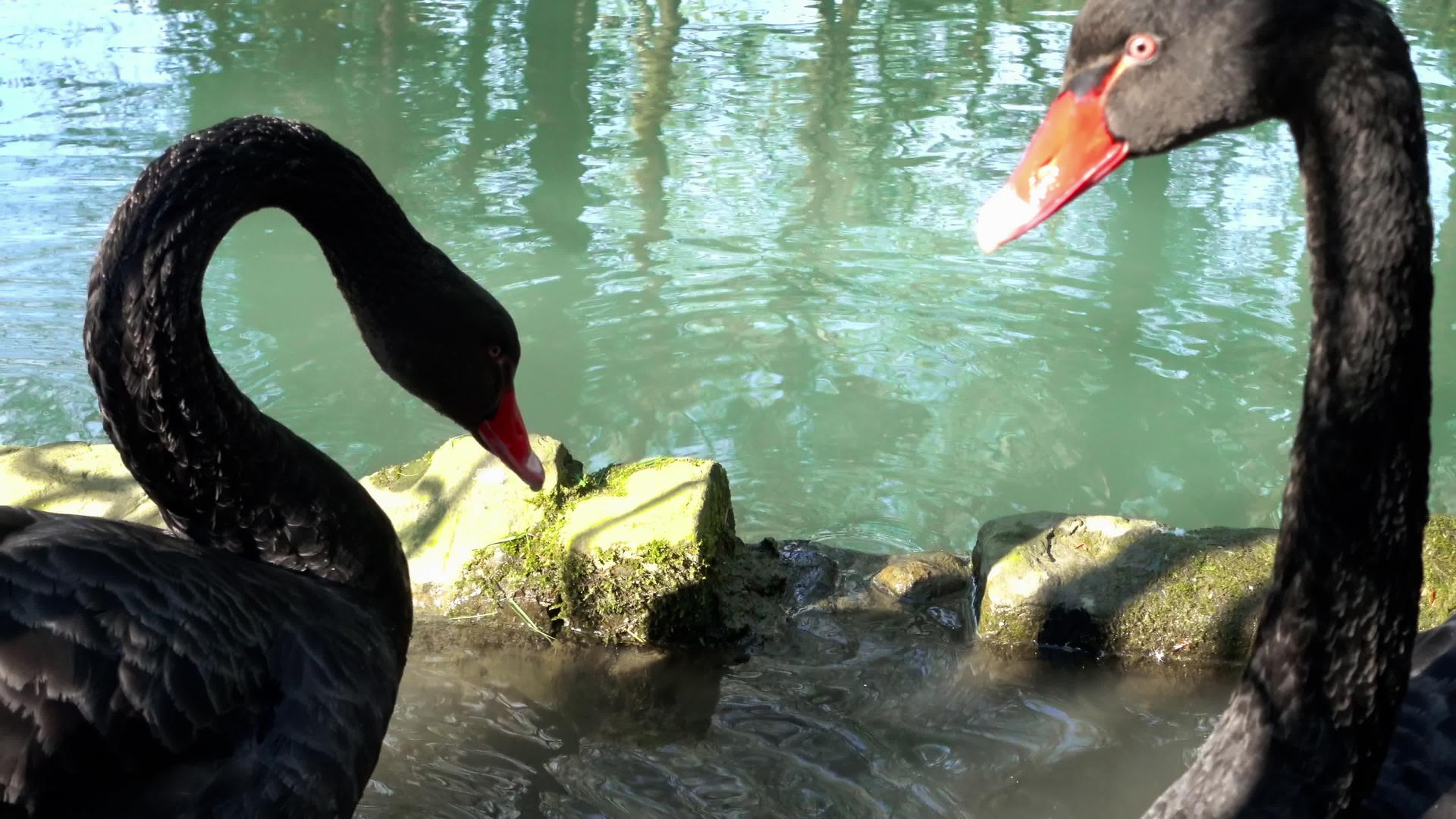 池塘里的黑天鹅视频的预览图