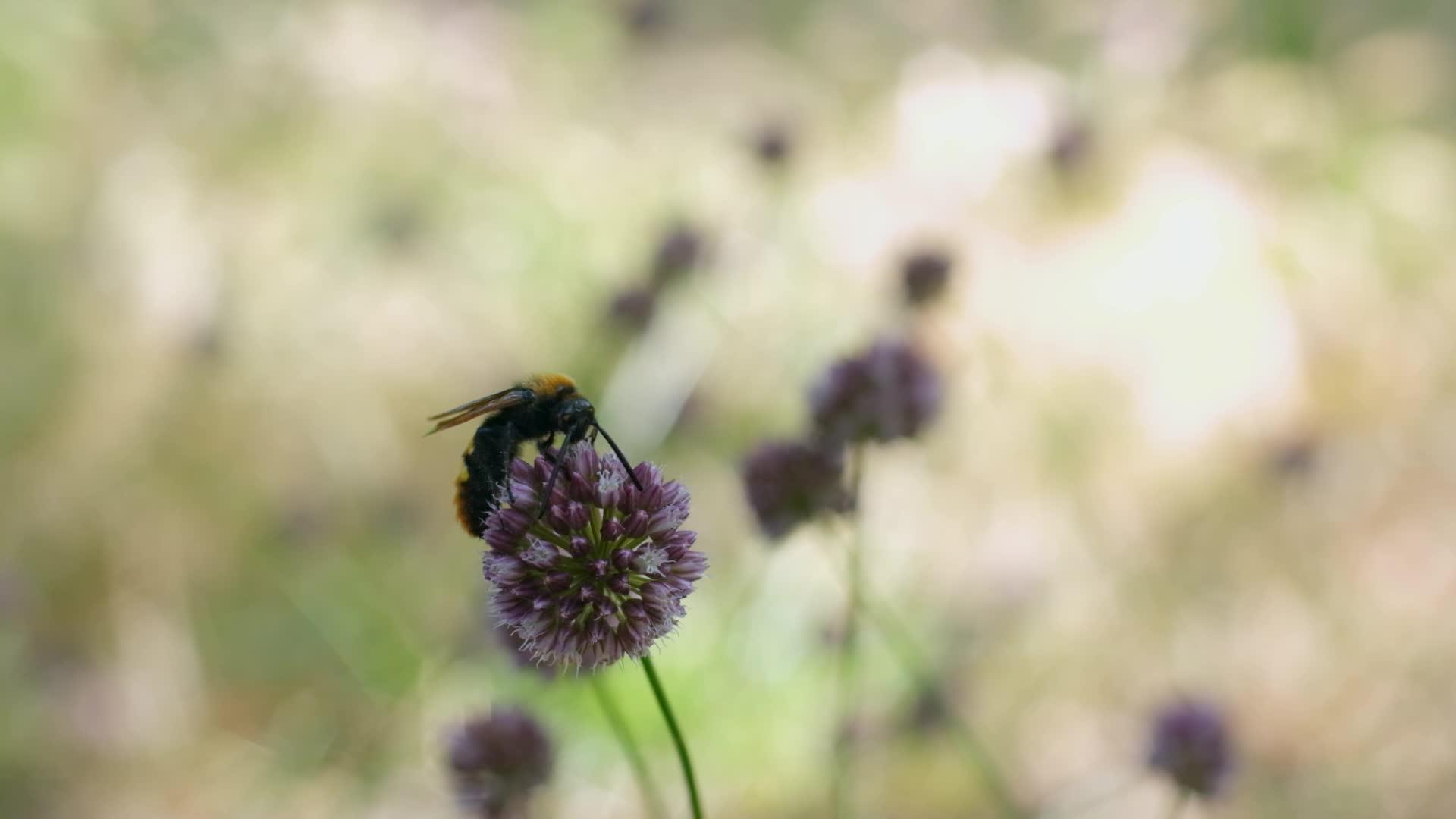 大黄蜂吃紫罗兰花的花蜜视频的预览图