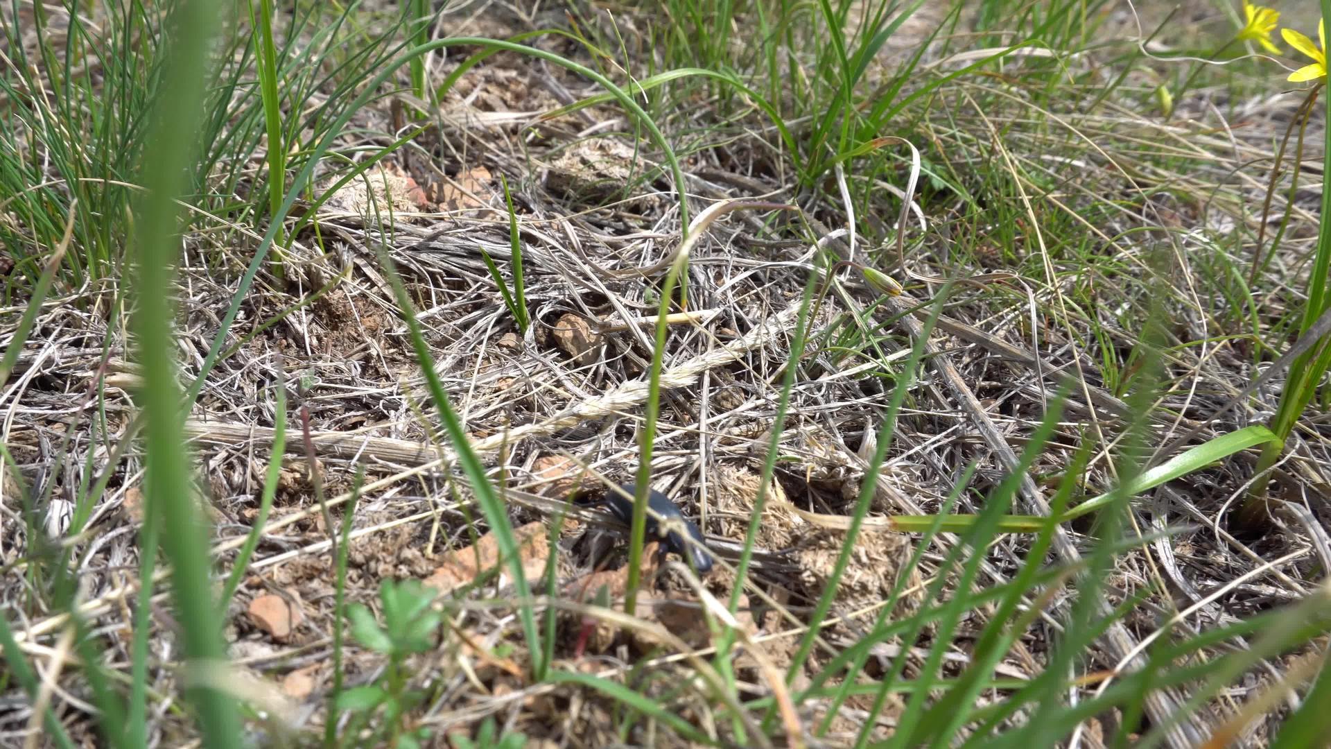 黑色甲虫在干草中爬行视频的预览图