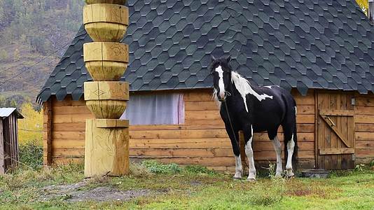 黑白马和白马站在国家木屋附近的一条皮带上视频的预览图