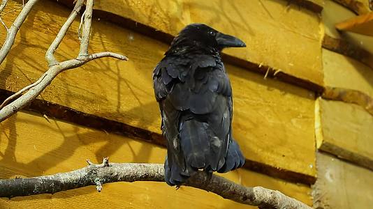 黑乌鸦清洗羽毛的场景视频的预览图
