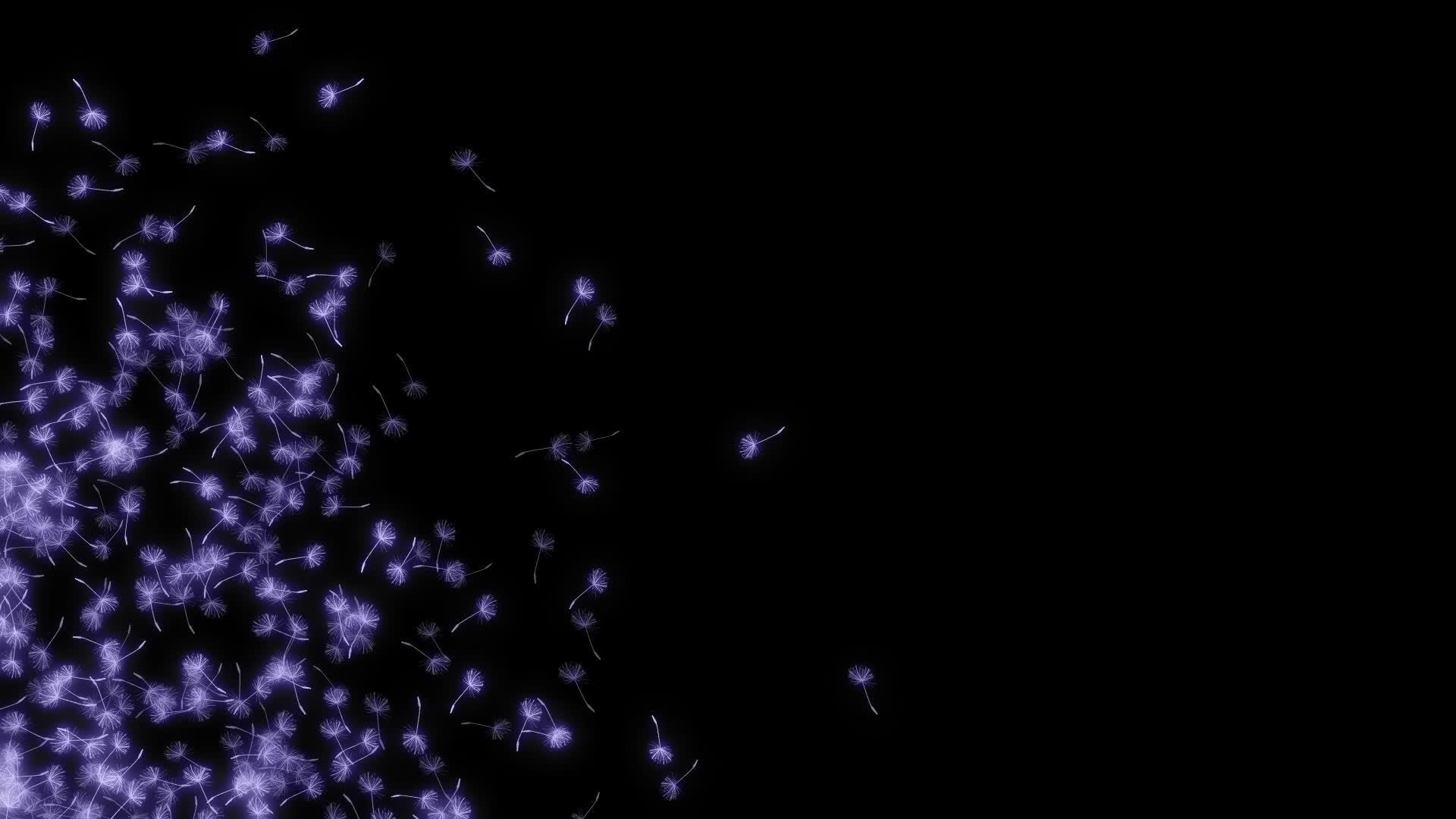 紫色蒲公英的黑色背景视频的预览图