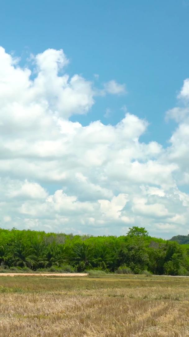 延时的泰国南部农田棕榈树林视频的预览图