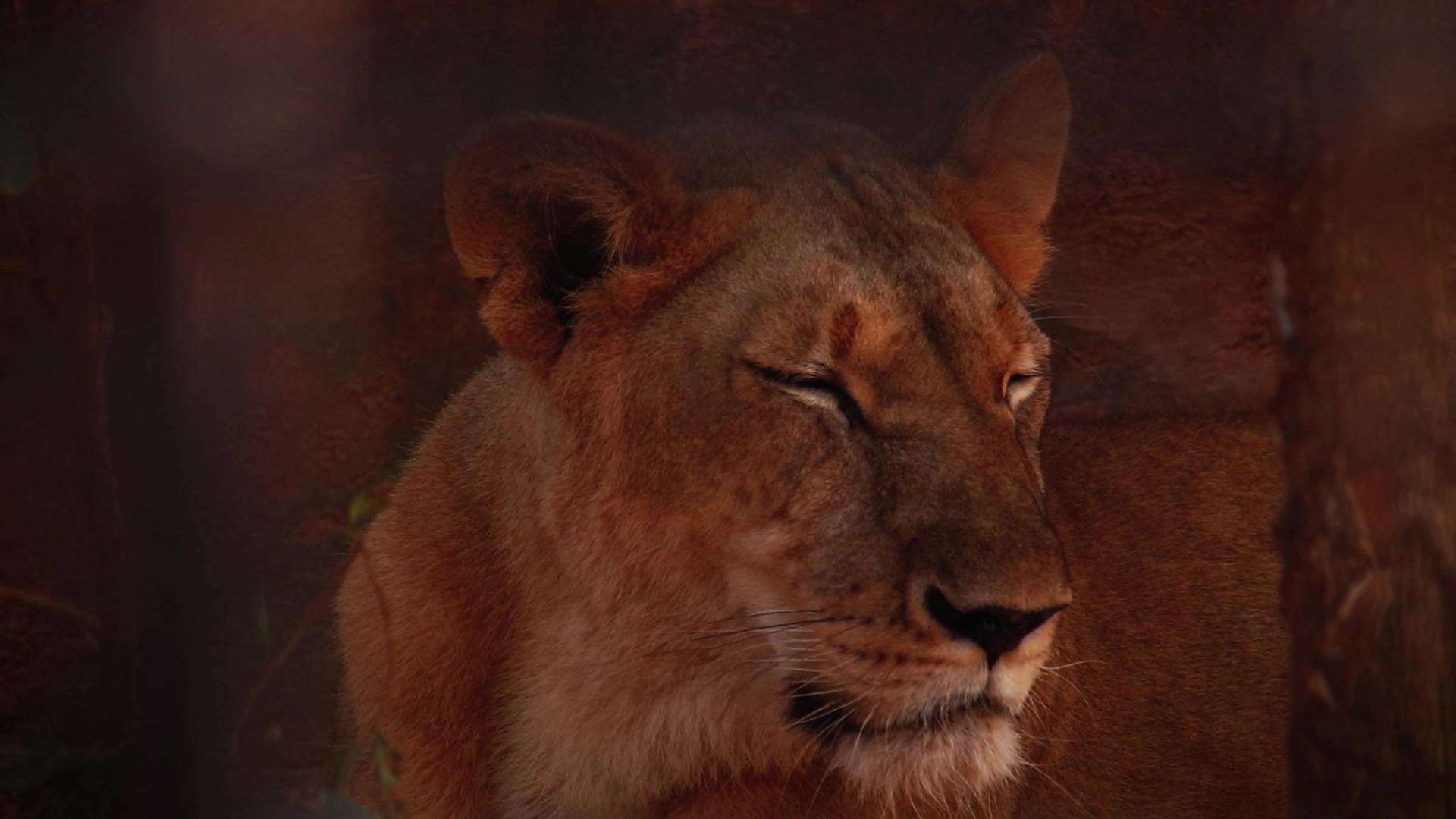 沉睡的雌性无食性雄狮视频的预览图