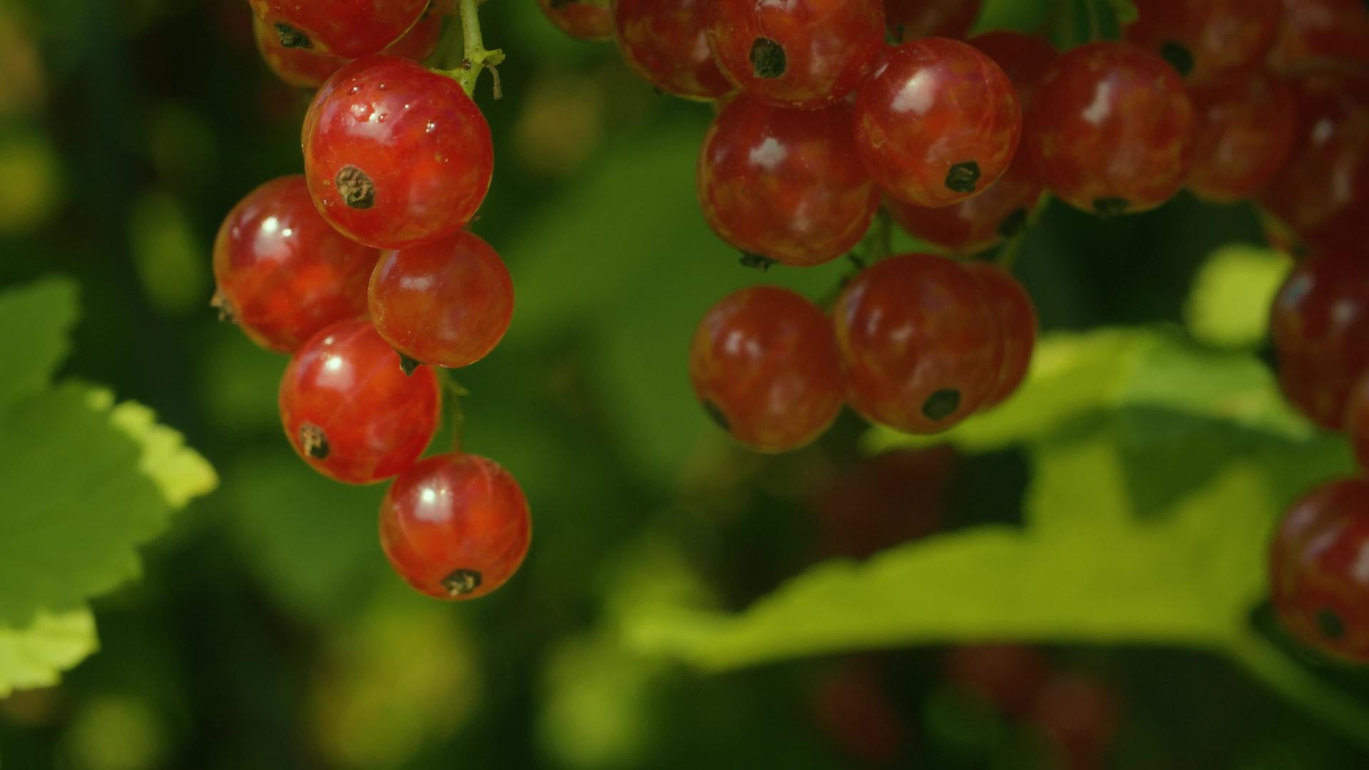 湿红卷草莓视频的预览图
