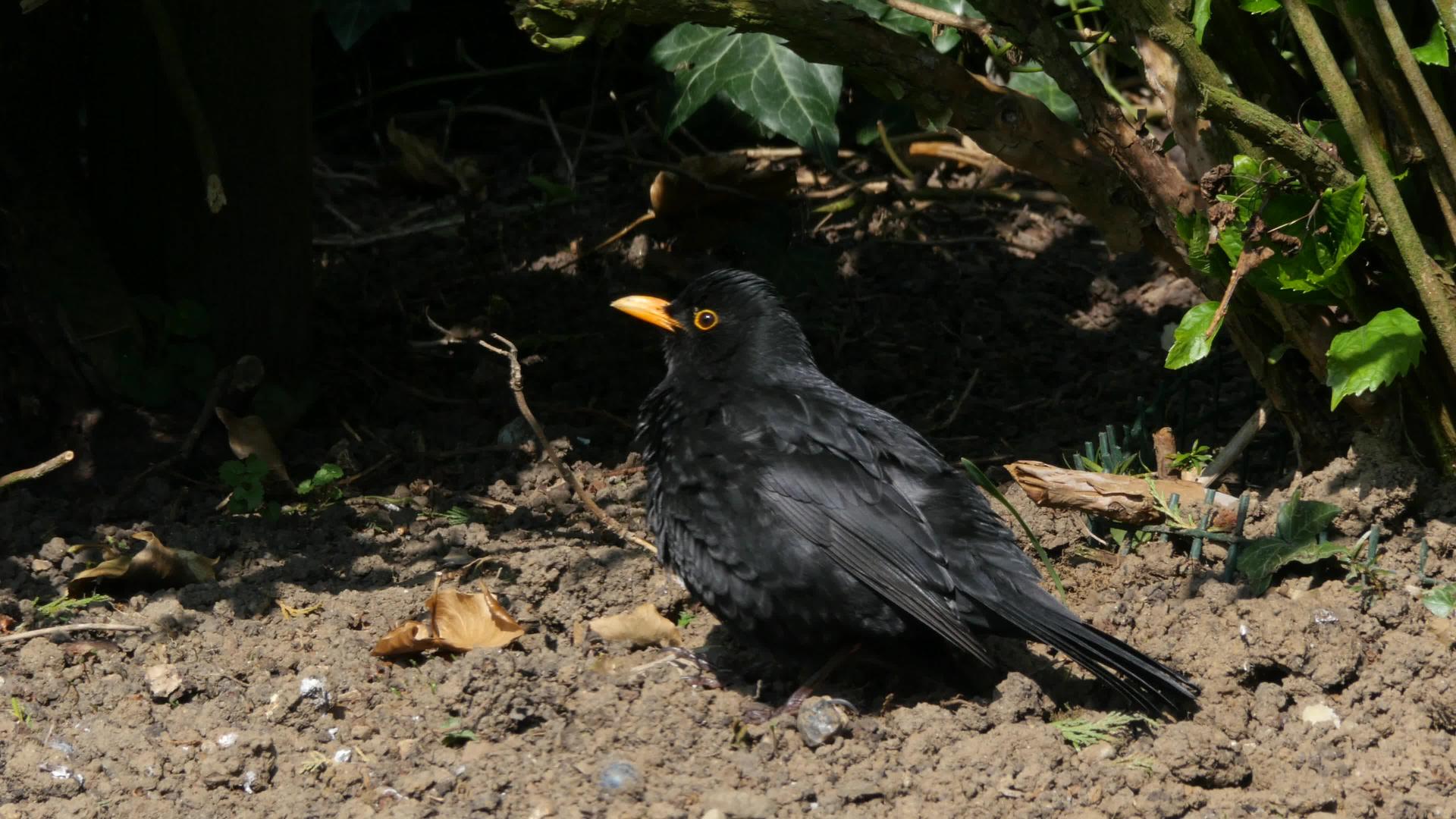 园里的黑鸟视频的预览图