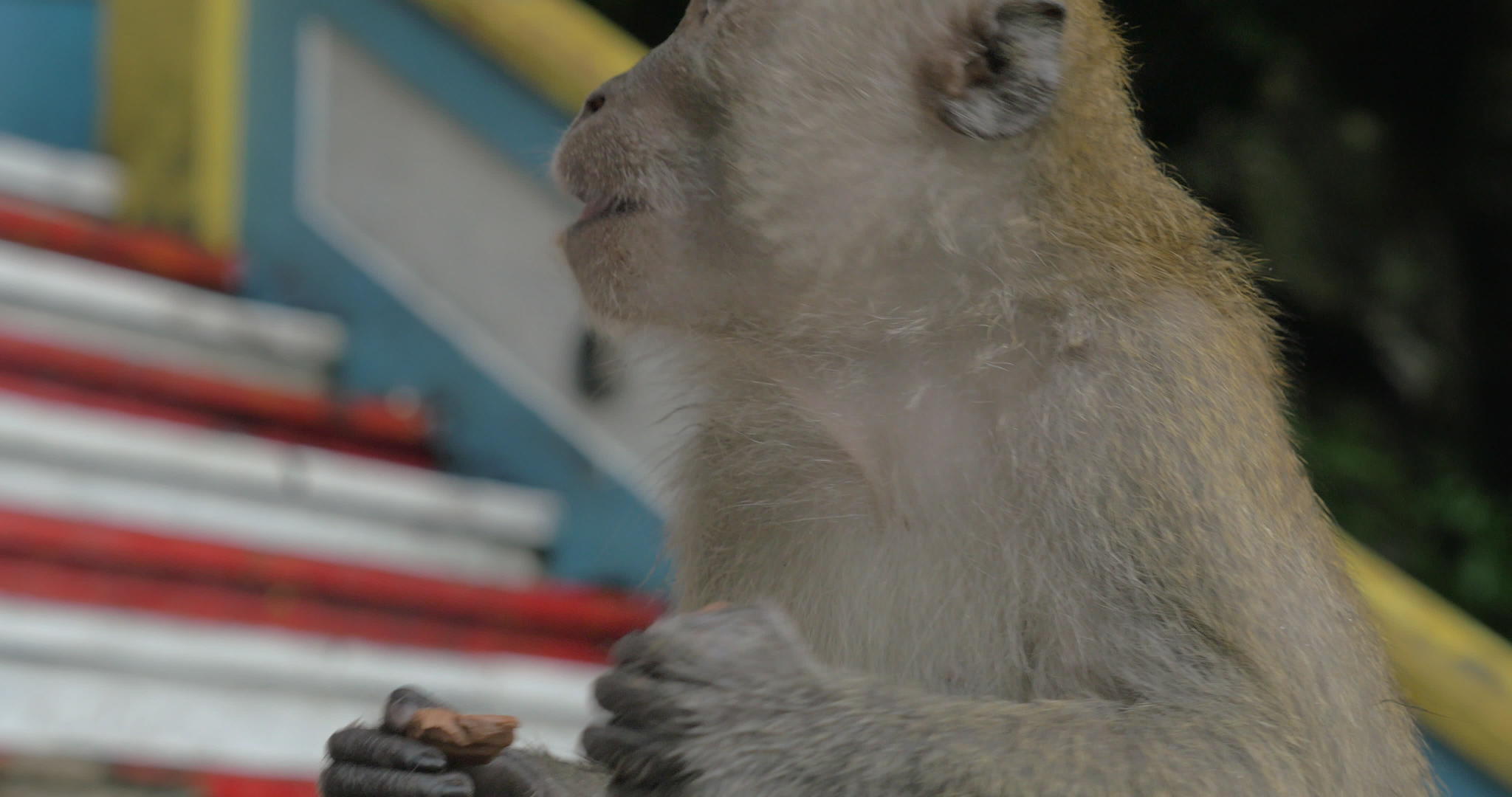 在巴图洞穴Malaysia近身猴子视频的预览图