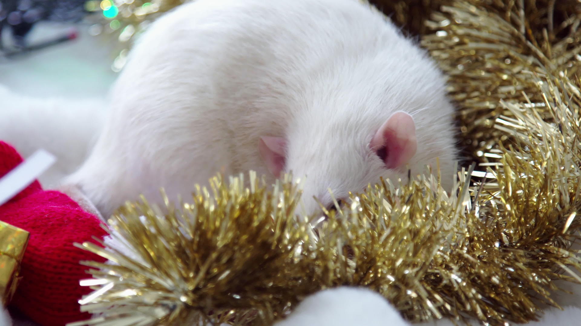 圣诞老鼠戴帽子视频的预览图