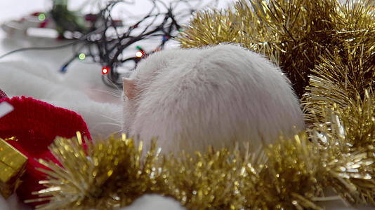Christmas白老鼠视频的预览图