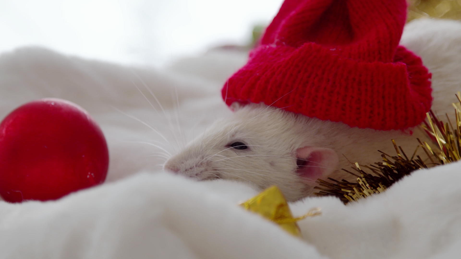 圣诞白老鼠视频的预览图
