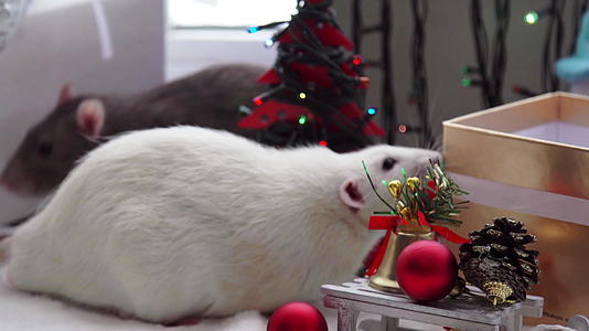 Christmas白老鼠视频的预览图