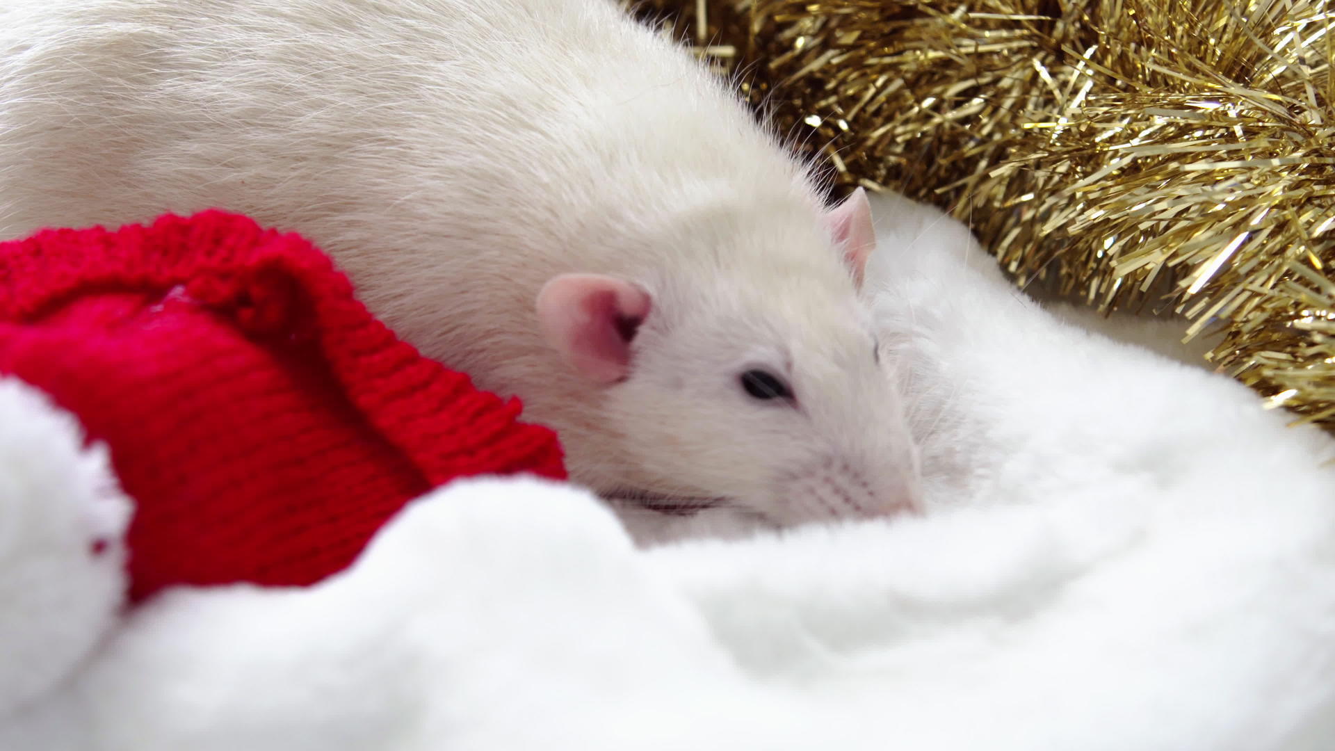 白老鼠和新年视频的预览图