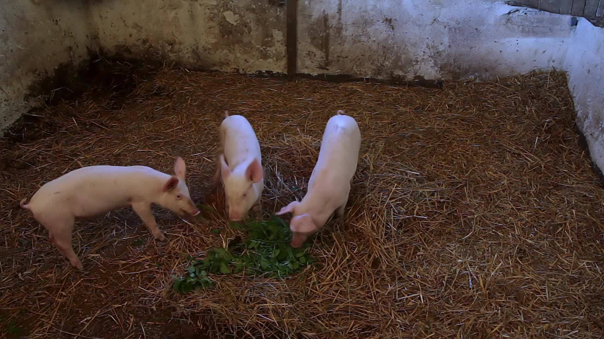 茅屋里有三只小猪视频的预览图