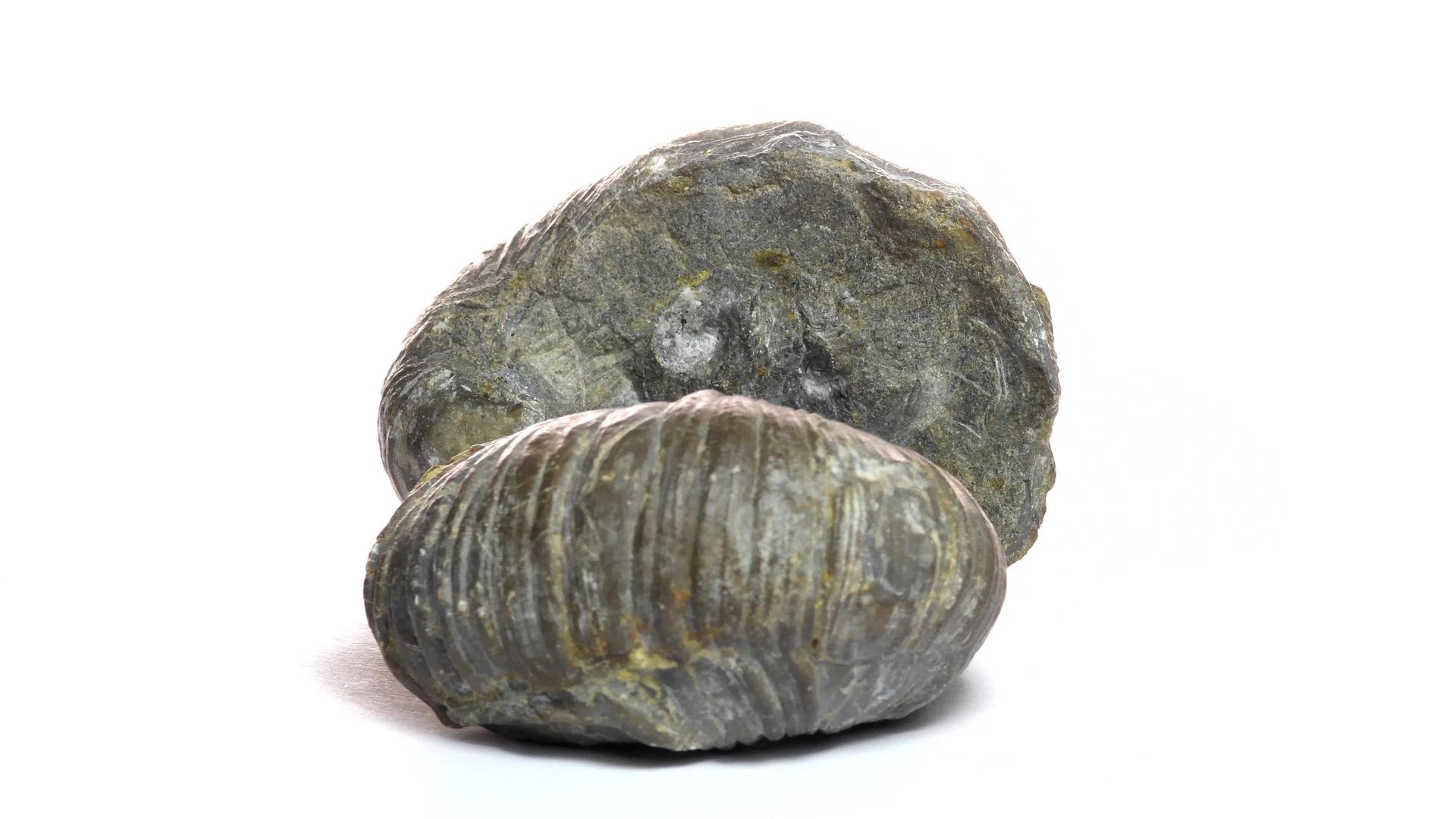 石化焦拉西牡蛎视频的预览图