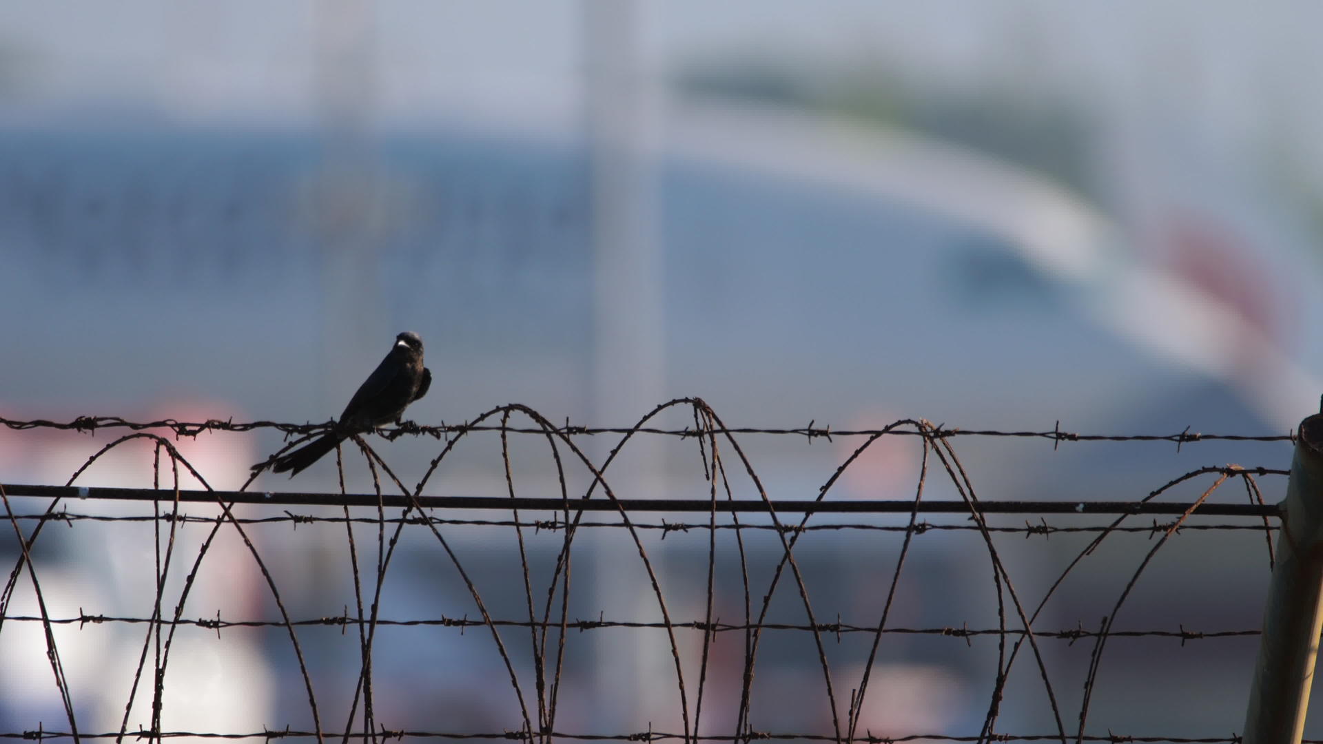 黑干龙鸟围栏视频的预览图