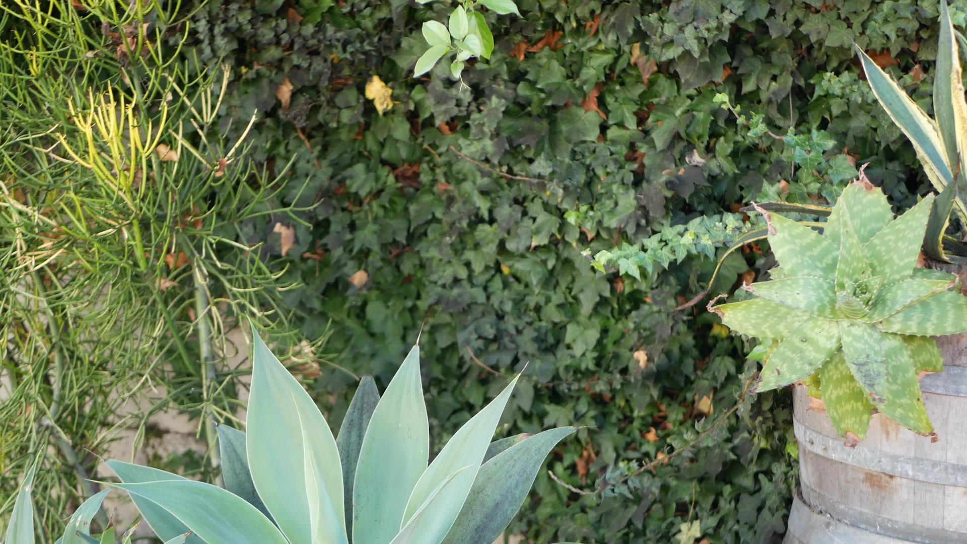 龙舌兰利福尼亚州的多汁花园家庭花园设计视频的预览图