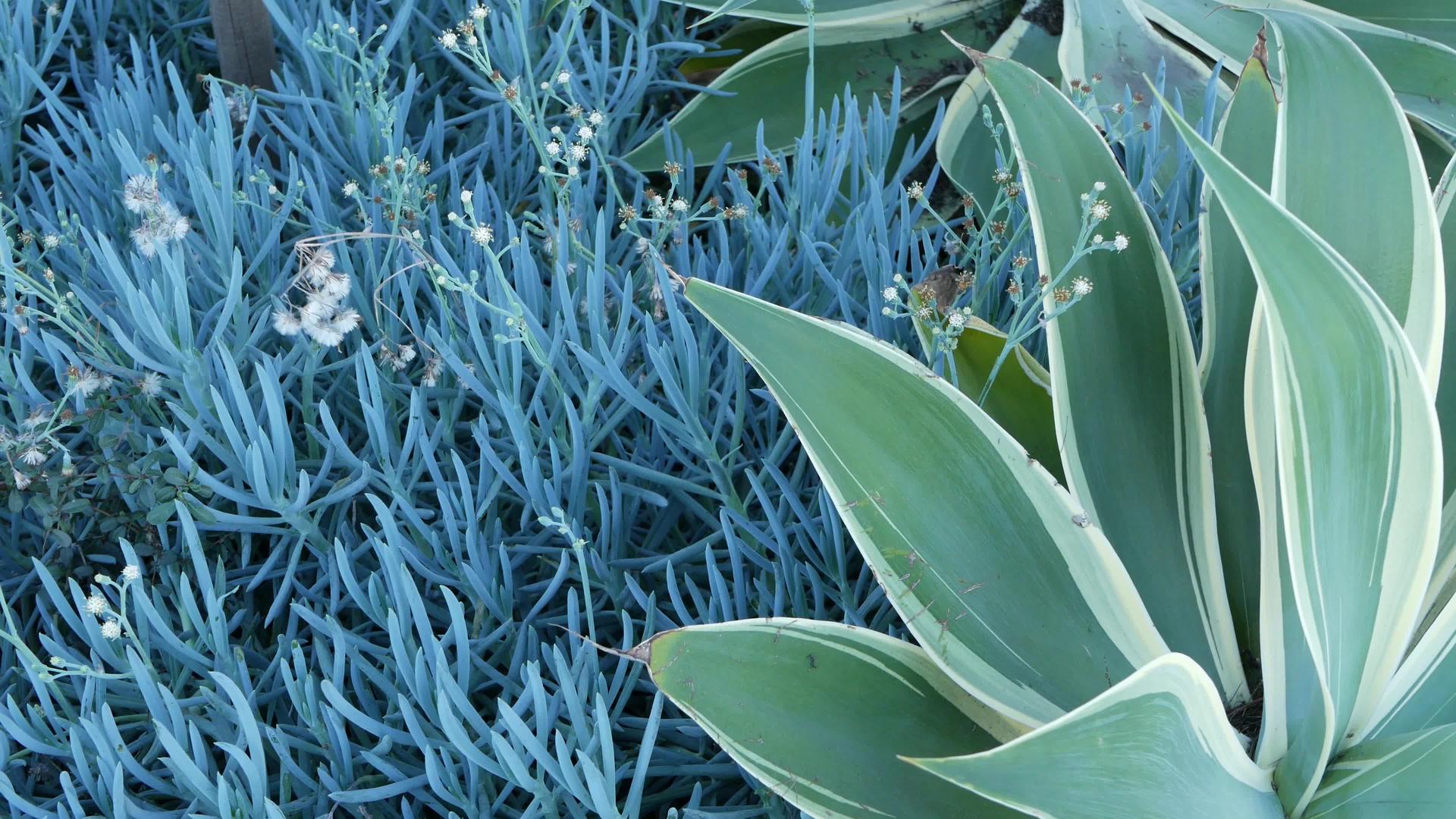 蓝色龙舌兰州的多汁花园家庭花园设计视频的预览图