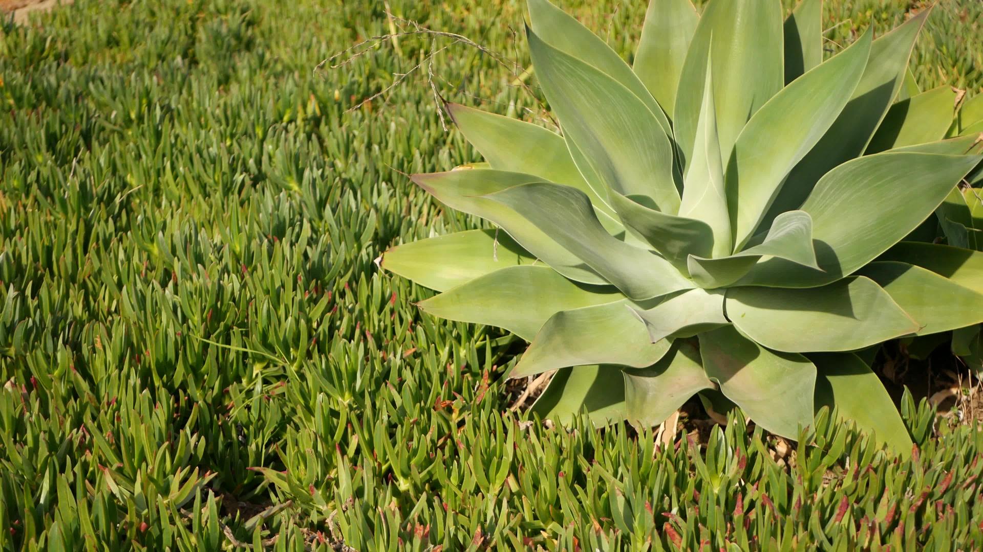 龙舌兰利福尼亚州的多汁花园家庭花园设计视频的预览图