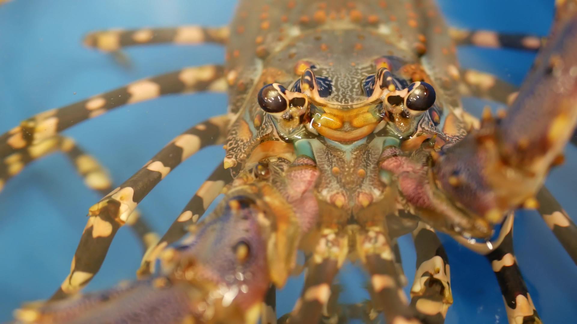 水龙虾海鲜市场视频的预览图