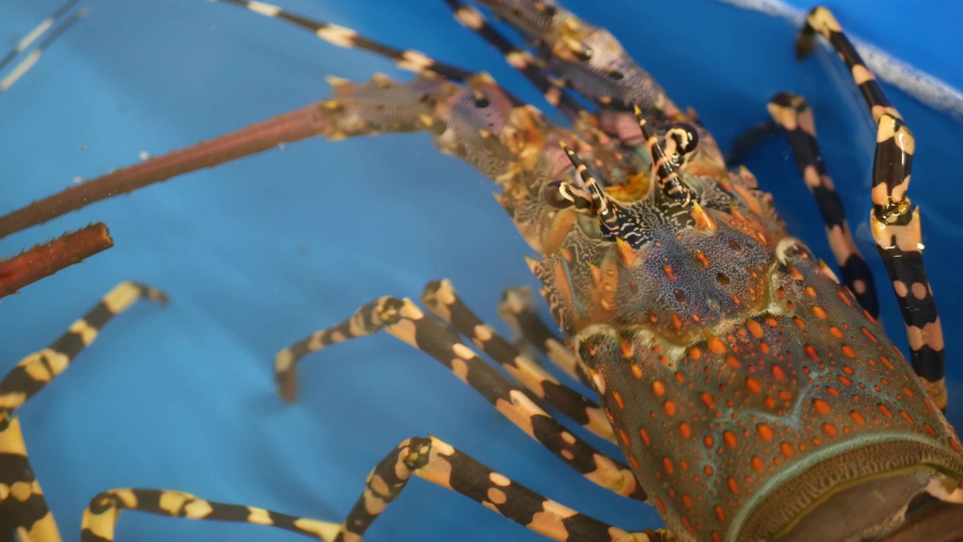 关闭活龙虾带冰水的蓝色盆地熟食店里新鲜未熟视频的预览图