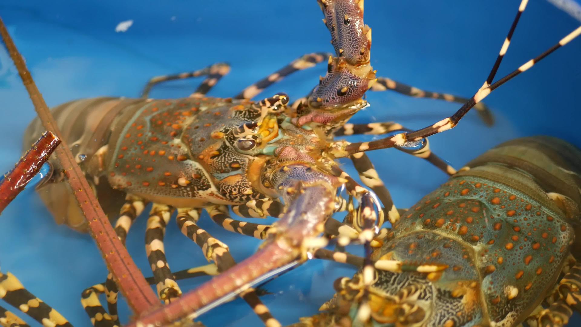 水龙虾海鲜市场视频的预览图
