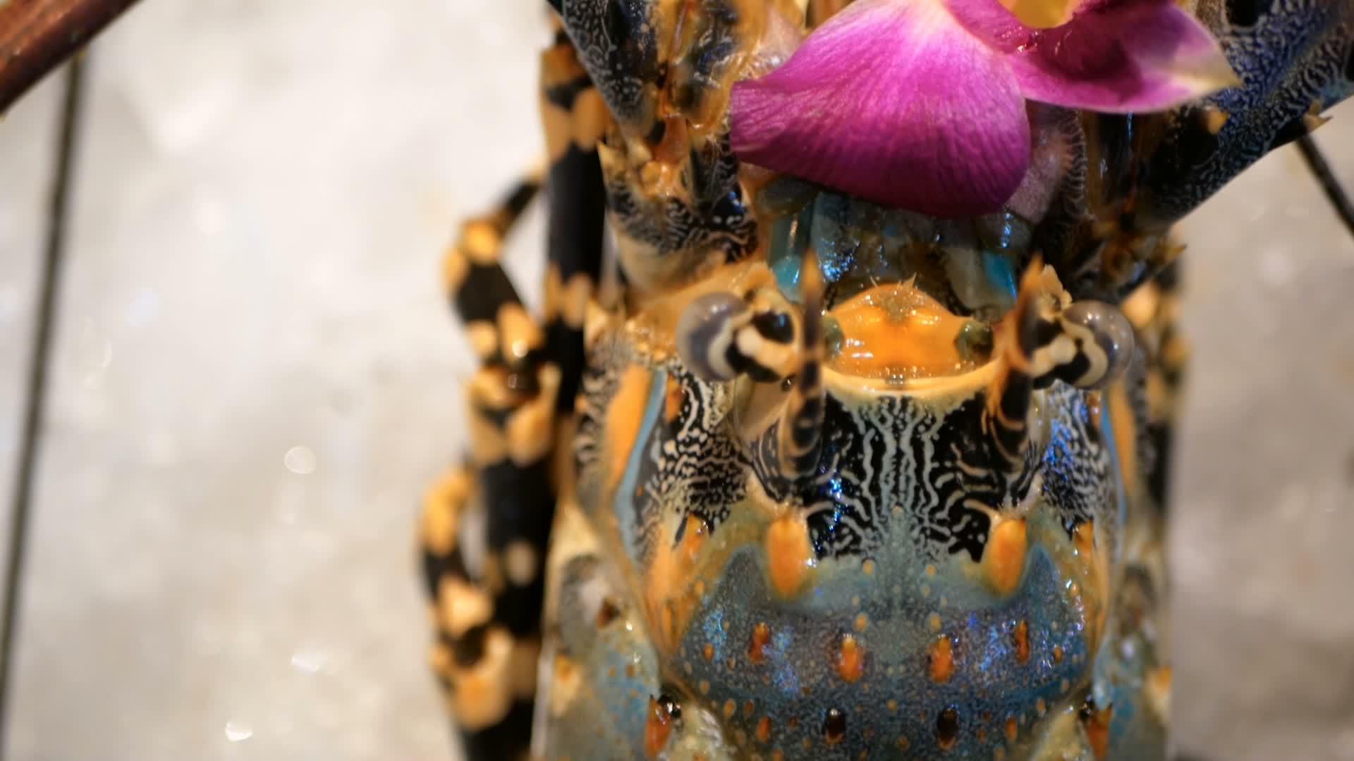 冰上的新鲜龙虾在亚斯脊骨龙虾吃街上的食物视频的预览图