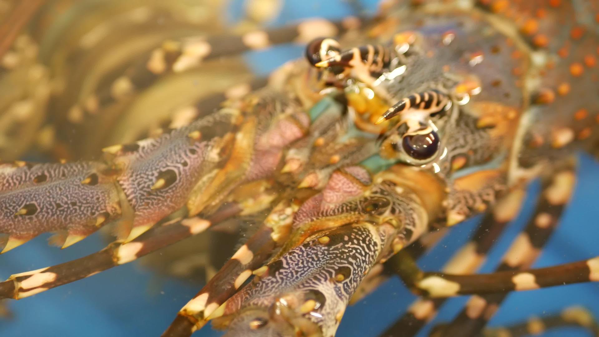 关闭活龙虾带冰水的蓝色盆地熟食店里新鲜未熟视频的预览图