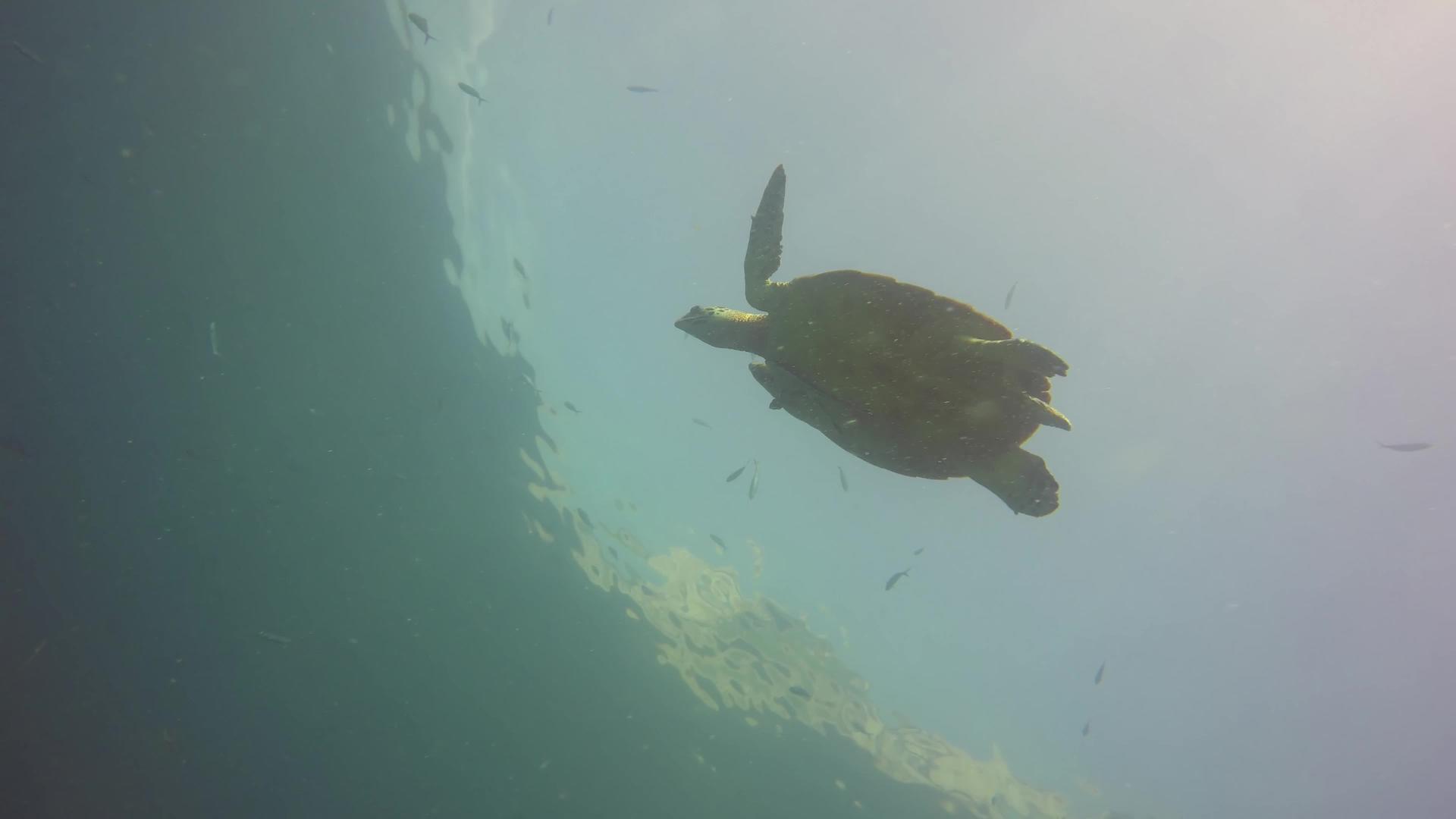 海龟在水下潜水视频的预览图