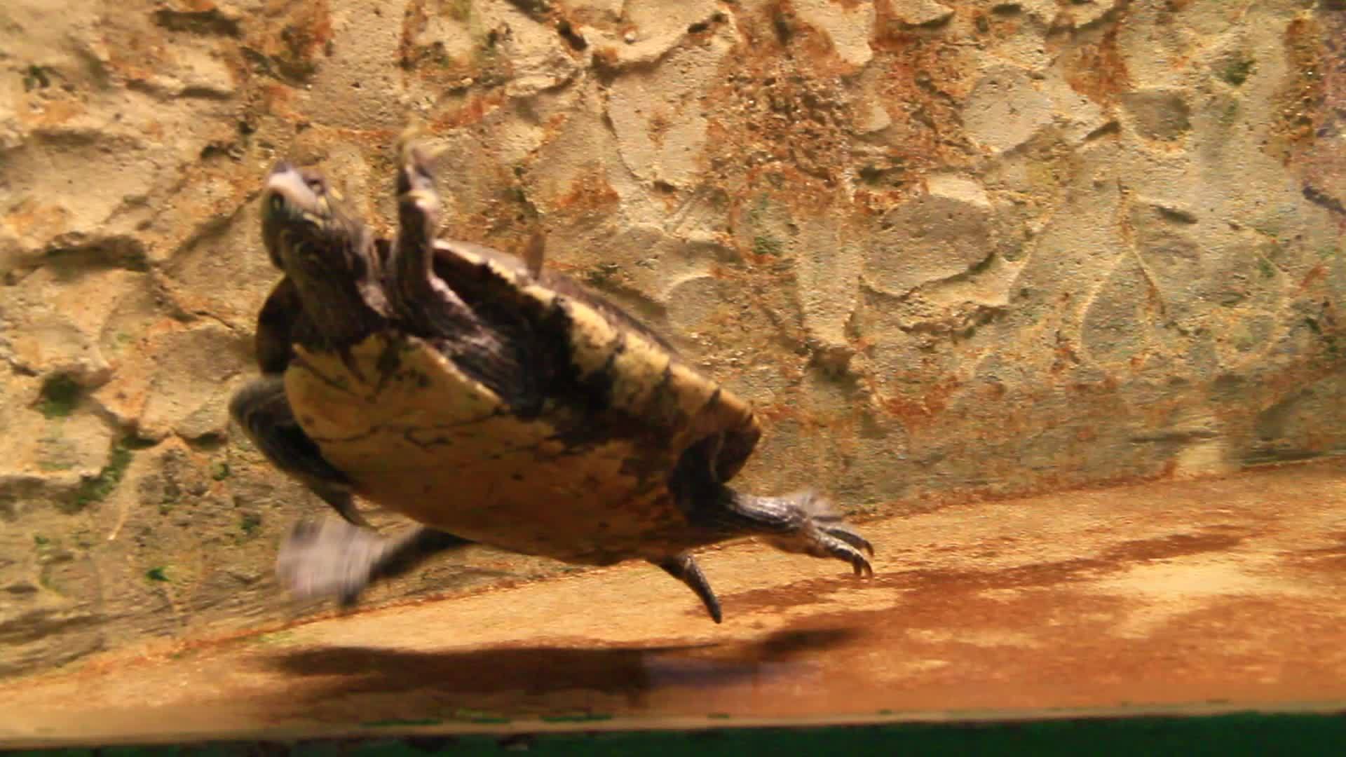 两只海龟在动物园水族馆游泳视频的预览图