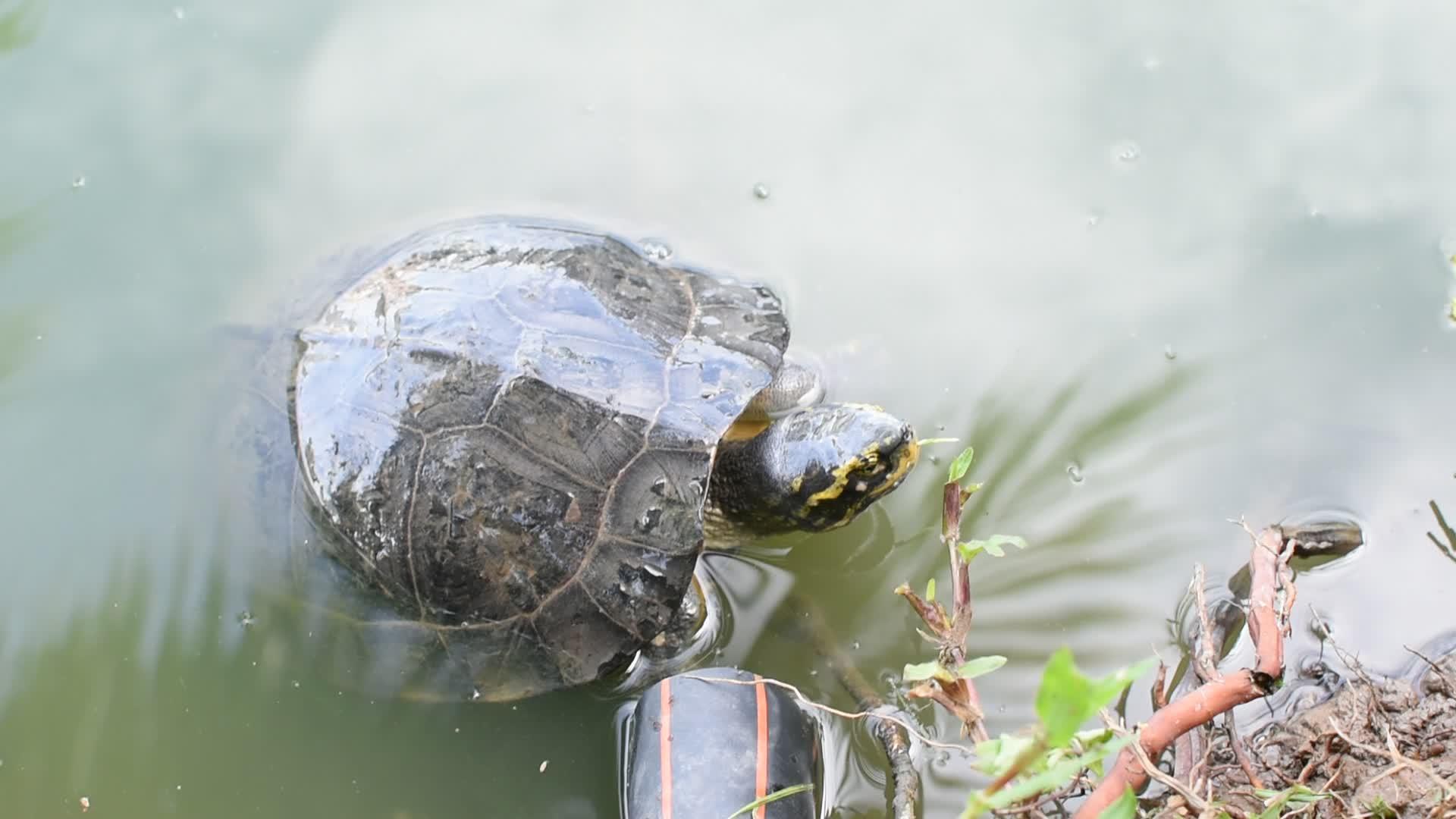 海龟是池塘里的爬行动物视频的预览图