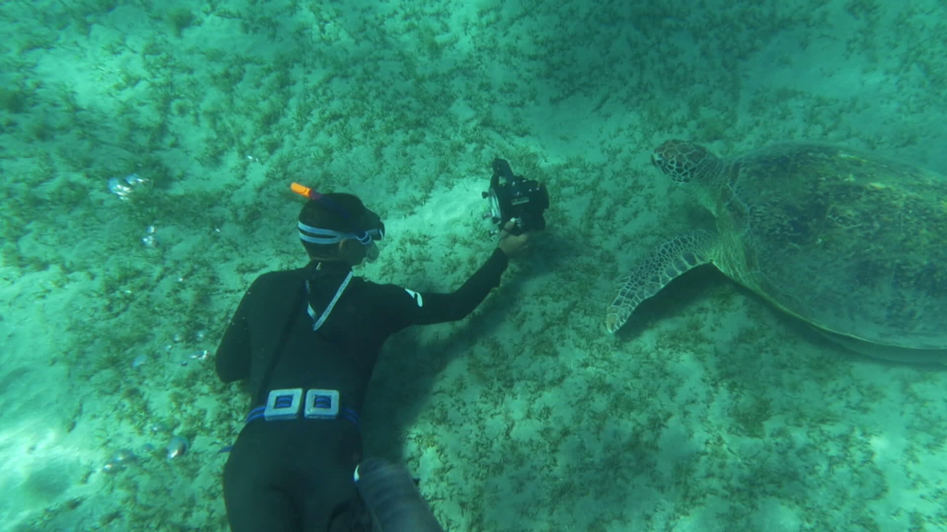 带照相机的潜水员拍摄海龟视频的预览图