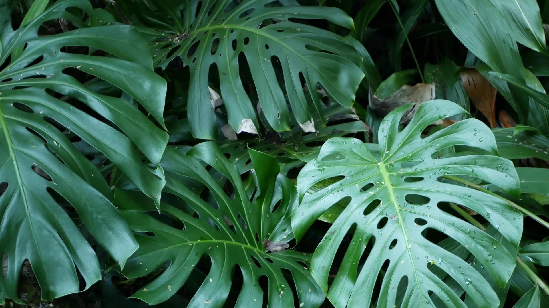 异国情调的龟背竹丛林雨林热带气氛清新多汁的叶子亚马逊亚马逊亚马逊视频的预览图
