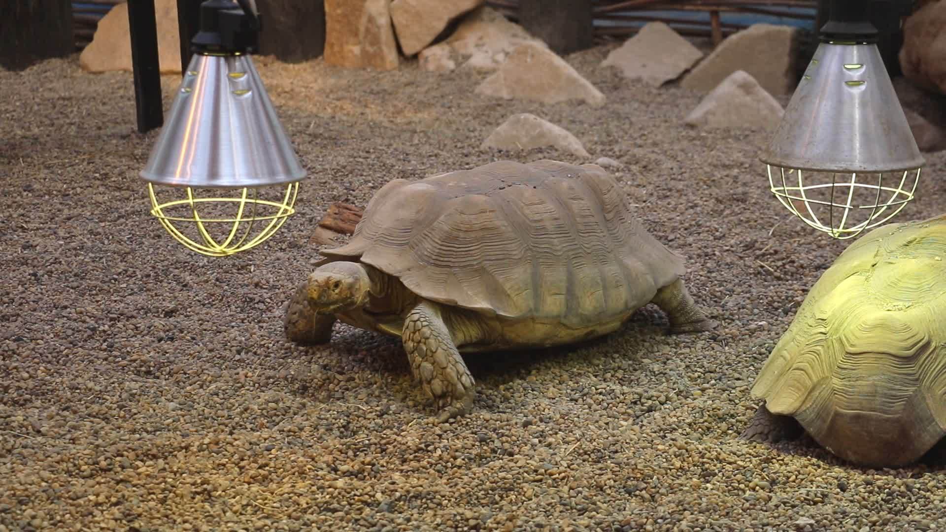 一只大成年海龟在岩石上爬行视频的预览图