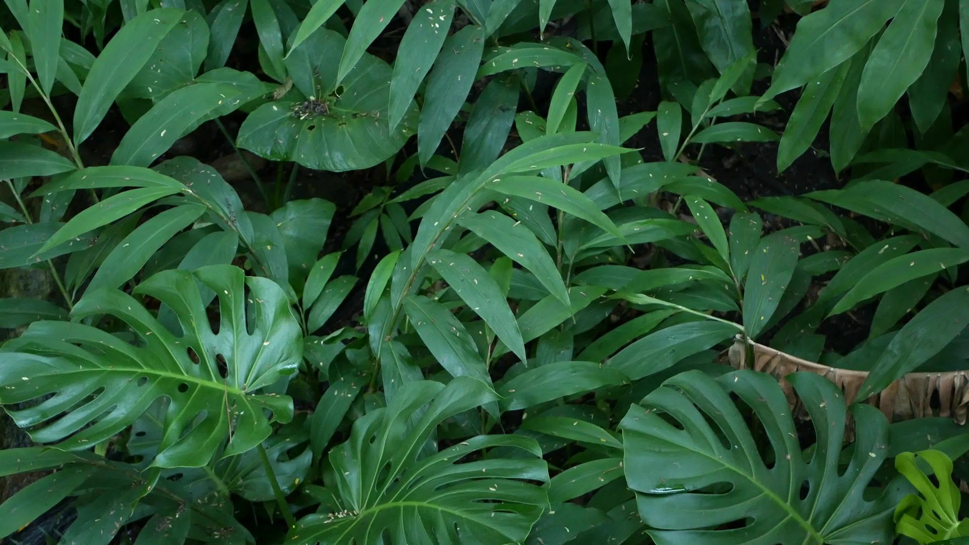 异国情调热带雨林龟背竹叶绿意盎然视频的预览图