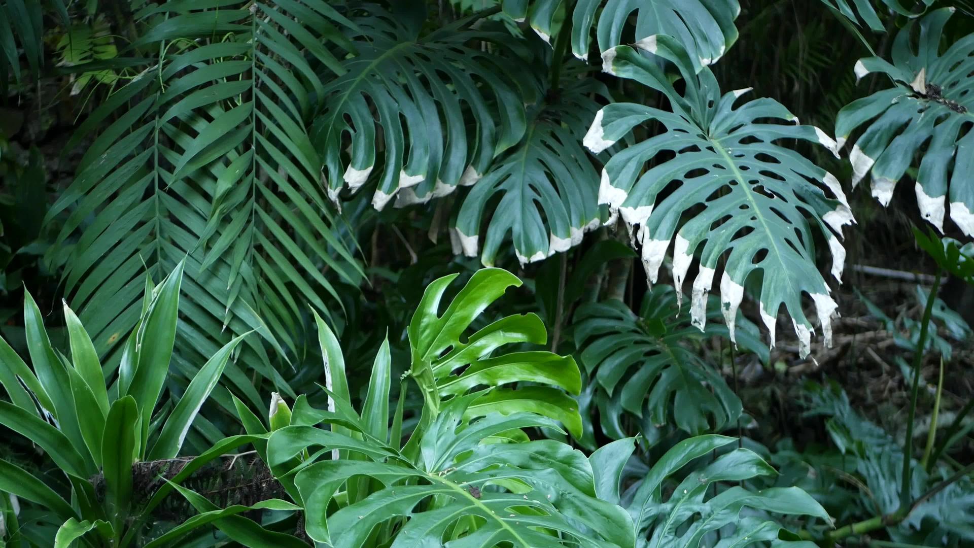 异国情调的龟背竹丛林雨林热带气氛清新多汁的叶子亚马逊亚马逊亚马逊视频的预览图
