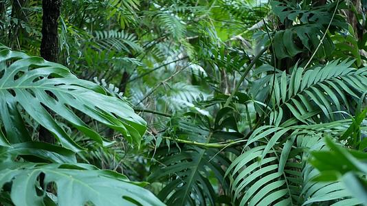 异国情调热带雨林龟背竹叶绿意盎然视频的预览图