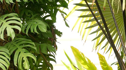 多汁的异国情调热带龟背竹叶纹理背景复制空间充满绿色视频的预览图