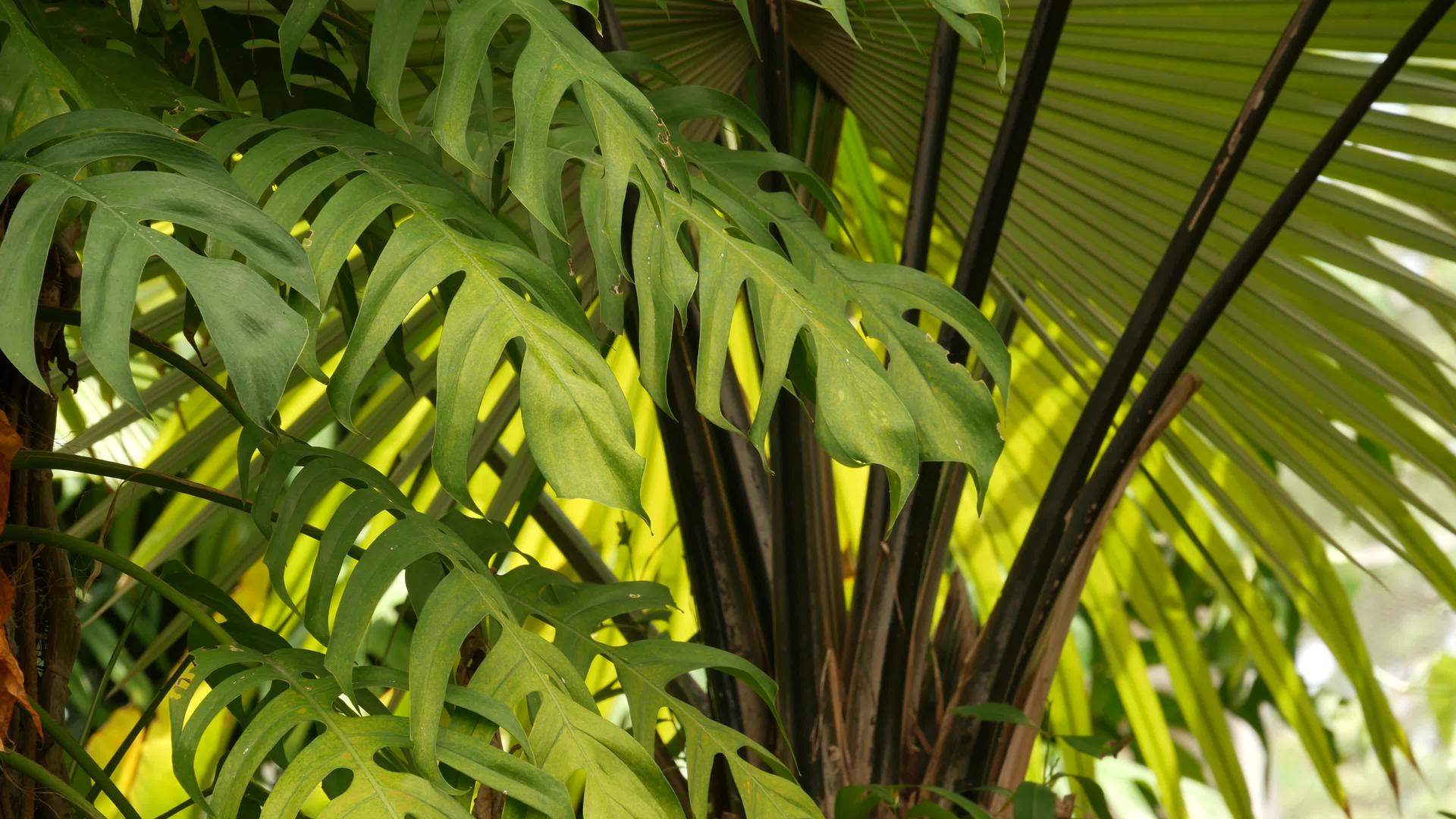 多汁的异国情调热带龟背竹叶纹理背景复制空间充满绿色视频的预览图