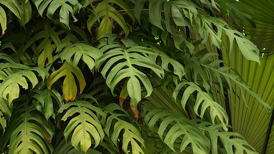 多汁的异国热带龟背竹叶无缝环背景夏季枝繁叶茂视频的预览图