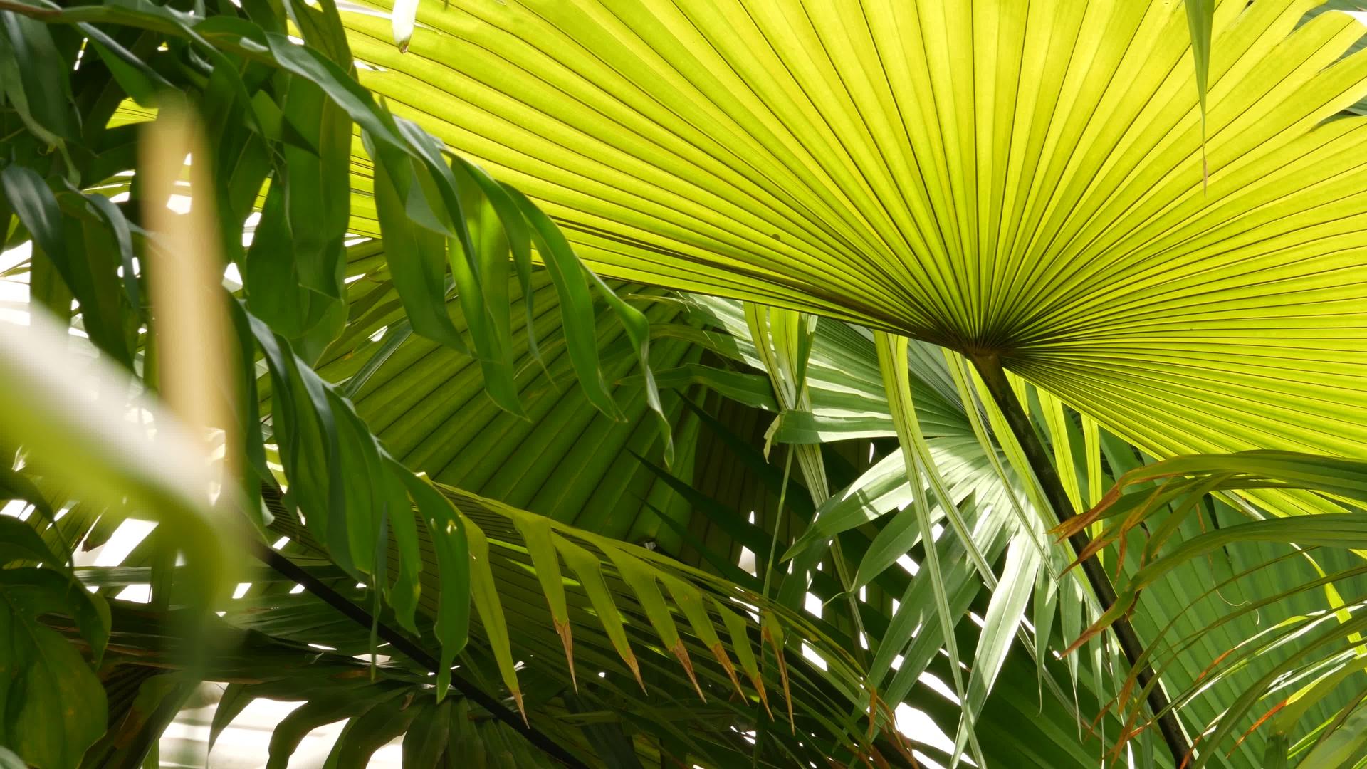多汁的异国热带龟背竹叶无缝环背景夏季枝繁叶茂视频的预览图