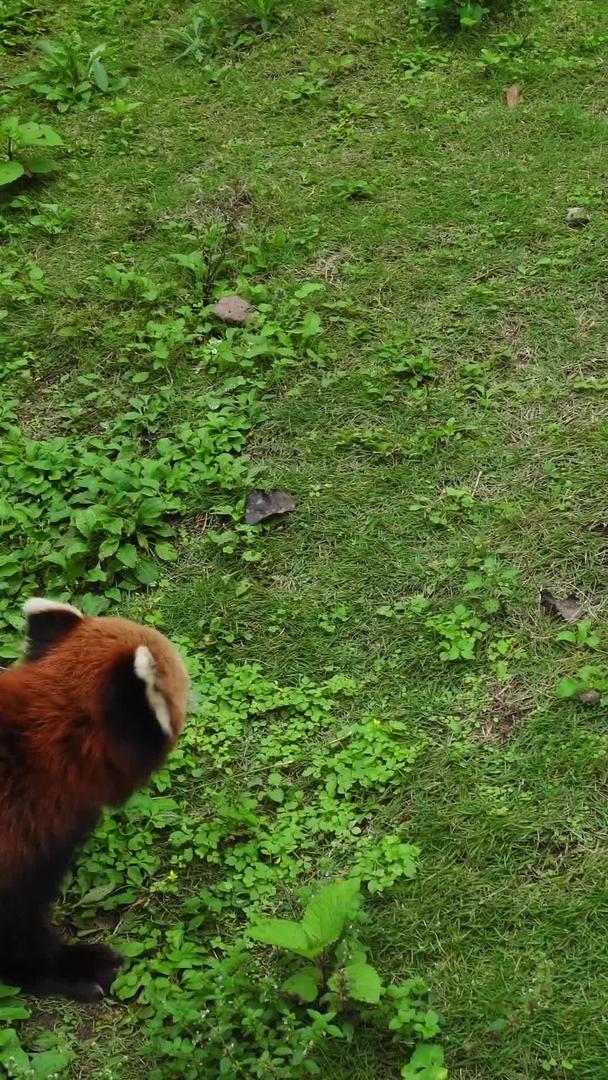 可爱的小浣熊动物园视频的预览图