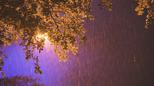 4K夜晚雨中摇摆的树叶视频的预览图