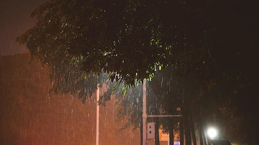 4K夜晚雨中摇摆的树叶视频的预览图