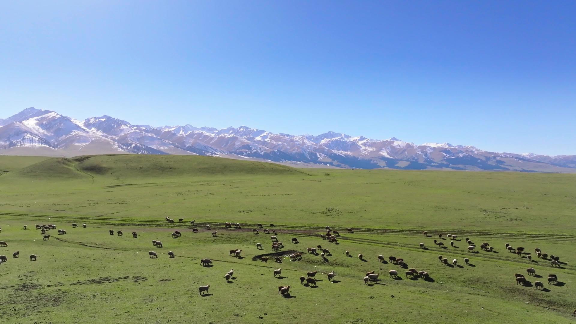 草原上的4K羊群视频的预览图