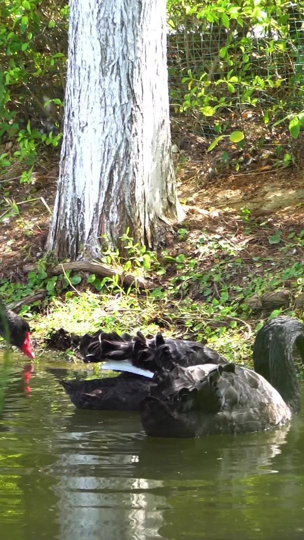 真实水池上的黑天鹅合集视频的预览图