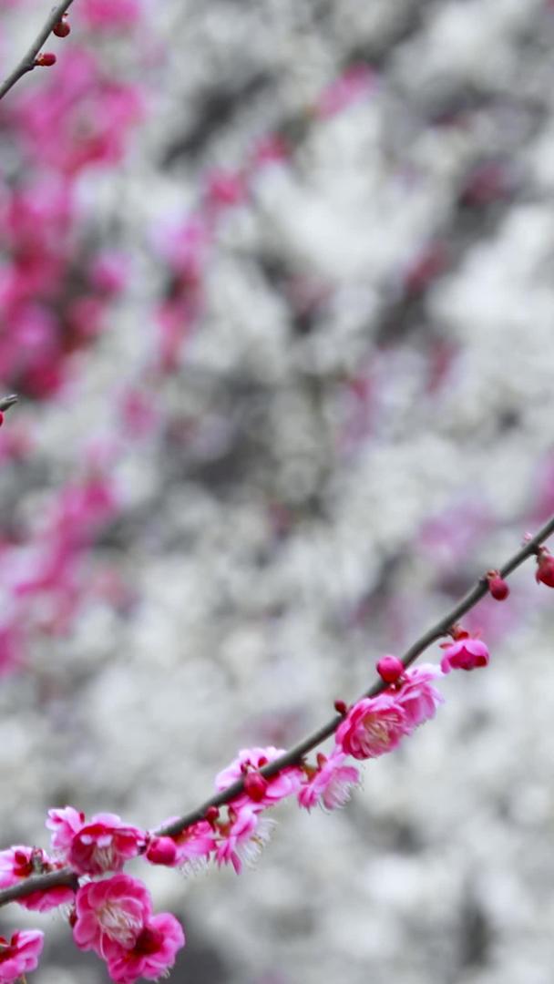 春季多角度微距拍摄的腊梅花卉合集视频的预览图